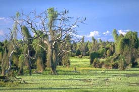 Fotografias de Formosa